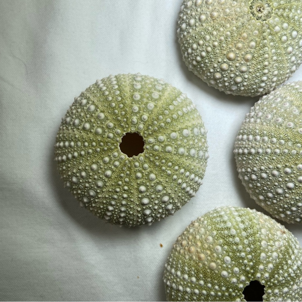 Green Sea Urchin Dried Shells 24 Green &‎ white